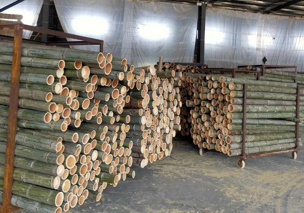 Bamboo